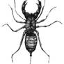 Vinegaroon