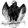 Turkey Vulture