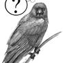American Crow