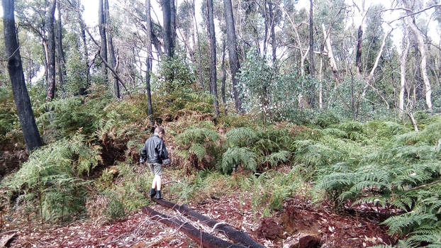 Fern walk