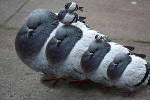 Stacking Pigeons