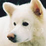 Samoyed.