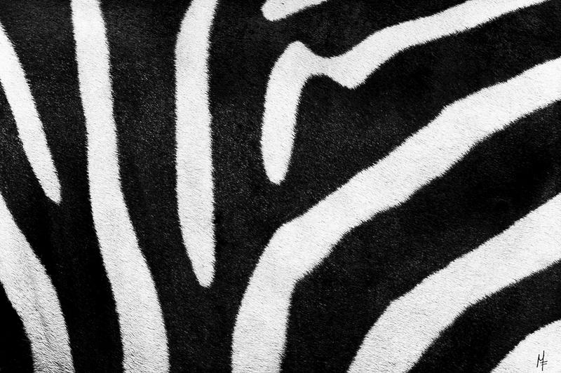 Zebra closeup