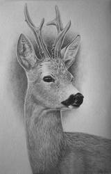 Roe buck