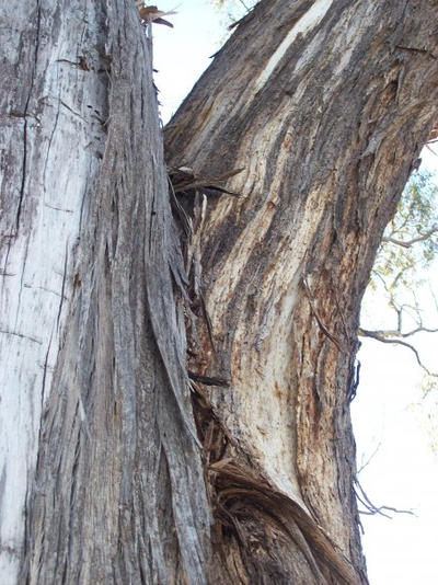 Stringy bark tree by kittymccourt on DeviantArt