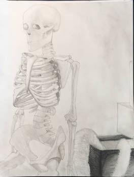 Still Life Skeleton