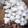 Cute mushrooms