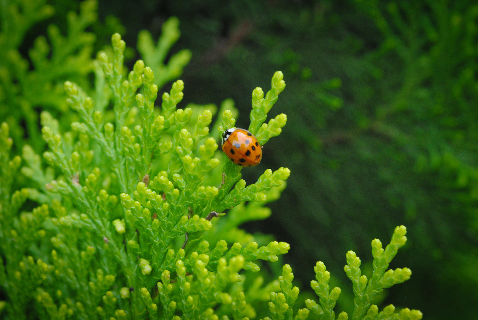 Ladybug