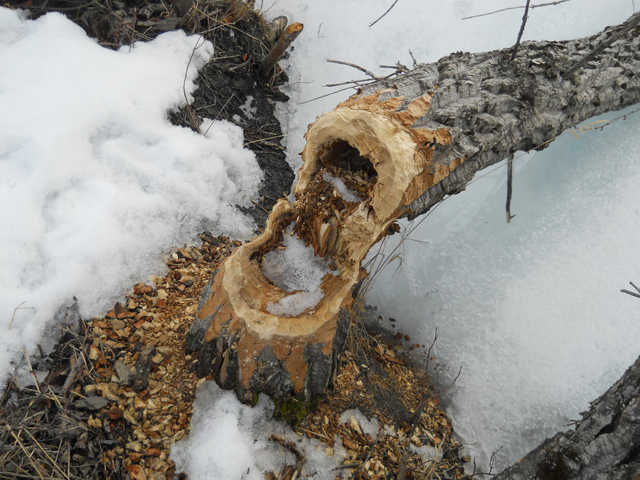 Beaver Tree Evidence Evidence of Beavers by Skot7777777 on DeviantArt