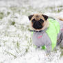 Snow pug 4