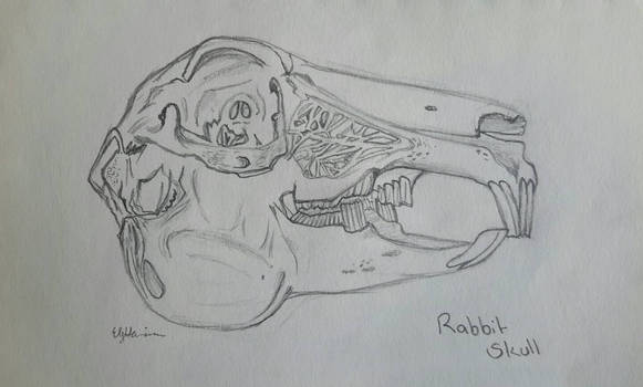 rabbit skull