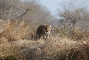 Here's looking at you. Tiger, Ranthambore.