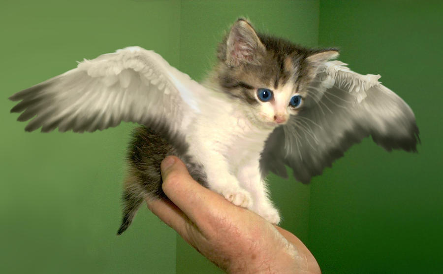 Angel Kitten