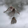 Common Red Poll