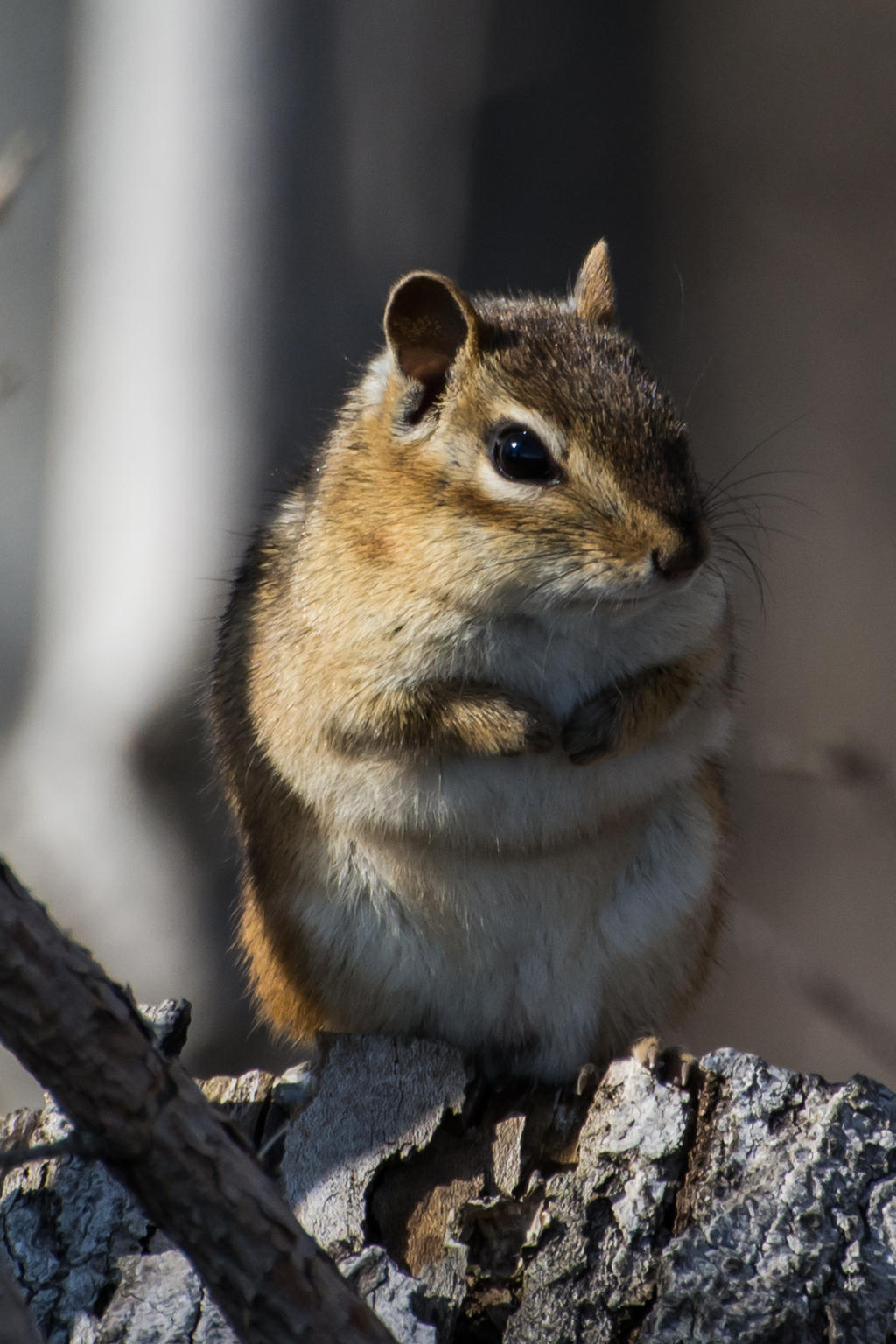 Chipmunk III