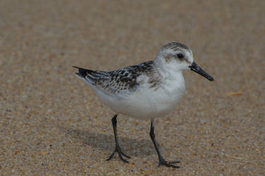 Sanderling