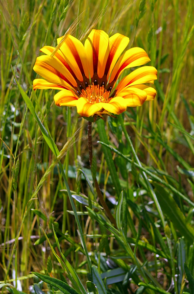 Yellow Flower