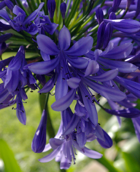 Blue Flowers...