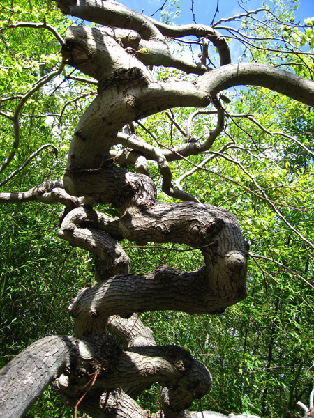 up close with the tree