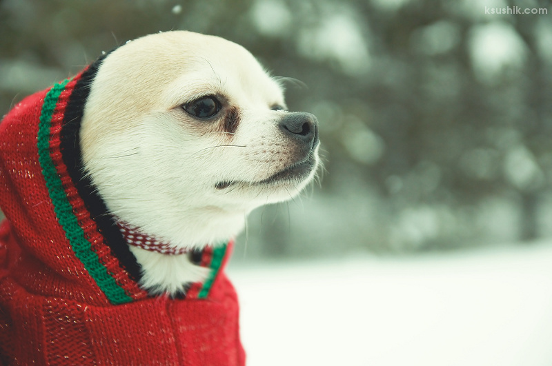 Dog In Red