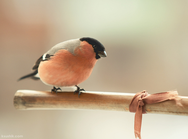 Spring Bird