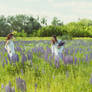 Flowering Field