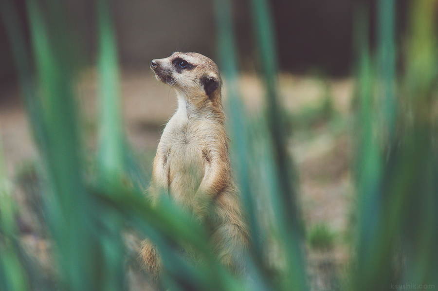 Meerkat