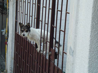 The canary dog