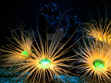 Ocean Photography (Magical Creatures of the Sea)