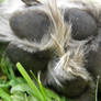 dog feet in grass