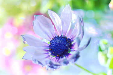 Osteospermum