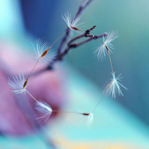 Ring _ dandelion