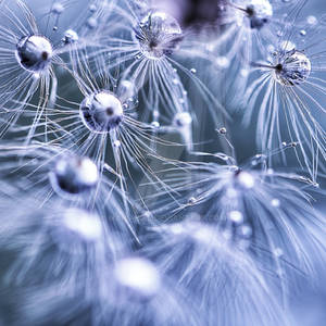 Dandelion Seeds