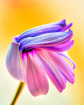 Osteospermum