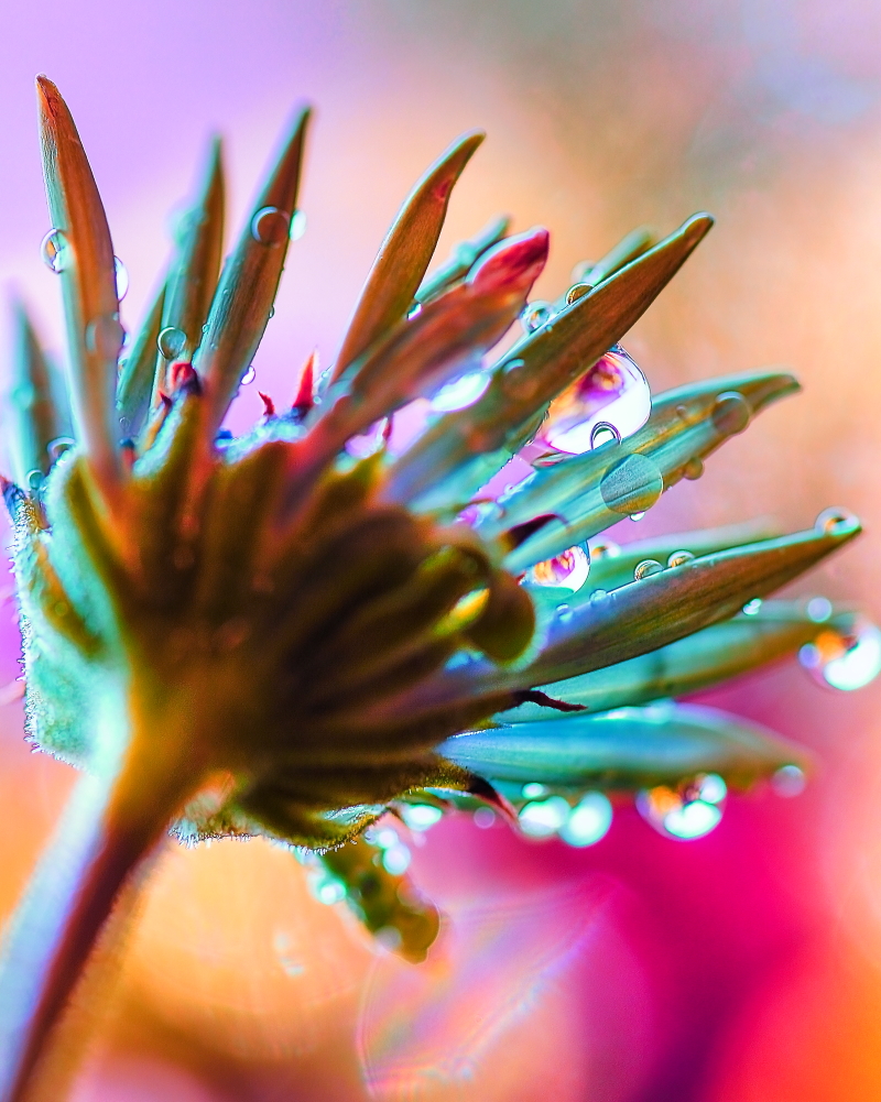 Osteospermum