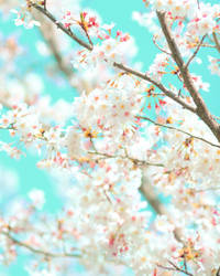 Cherry blossoms