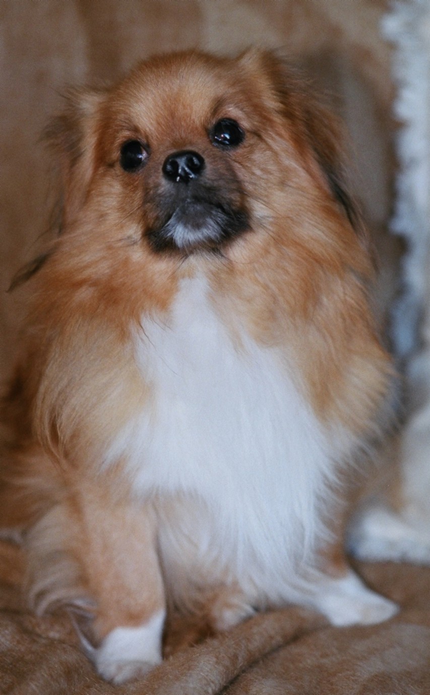 Tibetan Puppy