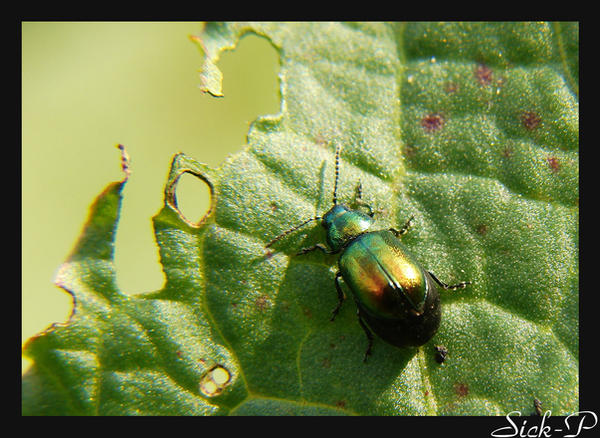 Gold Insect London Gold insects... by sickp on DeviantArt