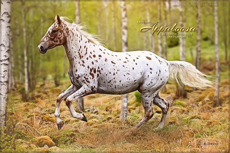 Appaloosa's by Zephyr Zodiaque Sangre