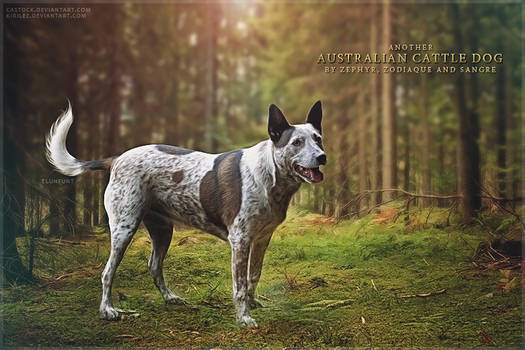 Australian Cattle Dogs