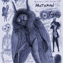 Mothman Anatomy Page