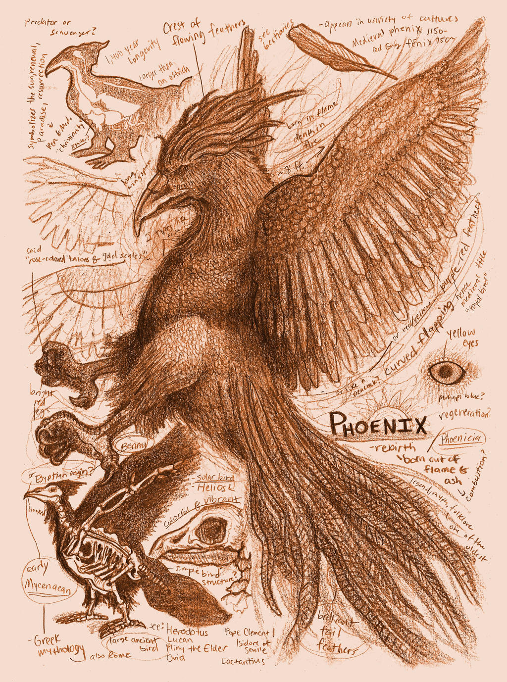 Phoenix Anatomy Study Page by Kway100 on DeviantArt