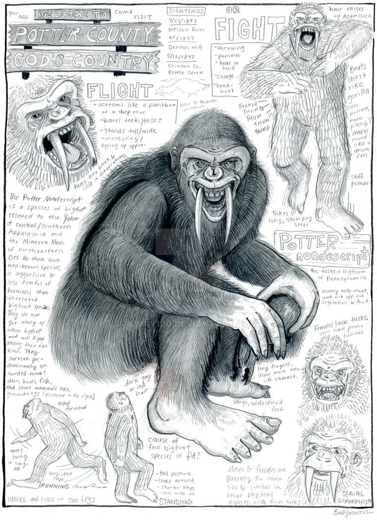 Potter Nondescript Field Study by Kway100 on DeviantArt