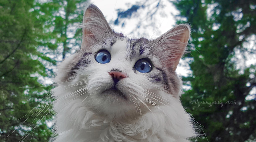 Look at this face... by ibjennyjenny Look at this face... by ibjennyjenny
