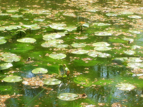Spring Lily Pads
