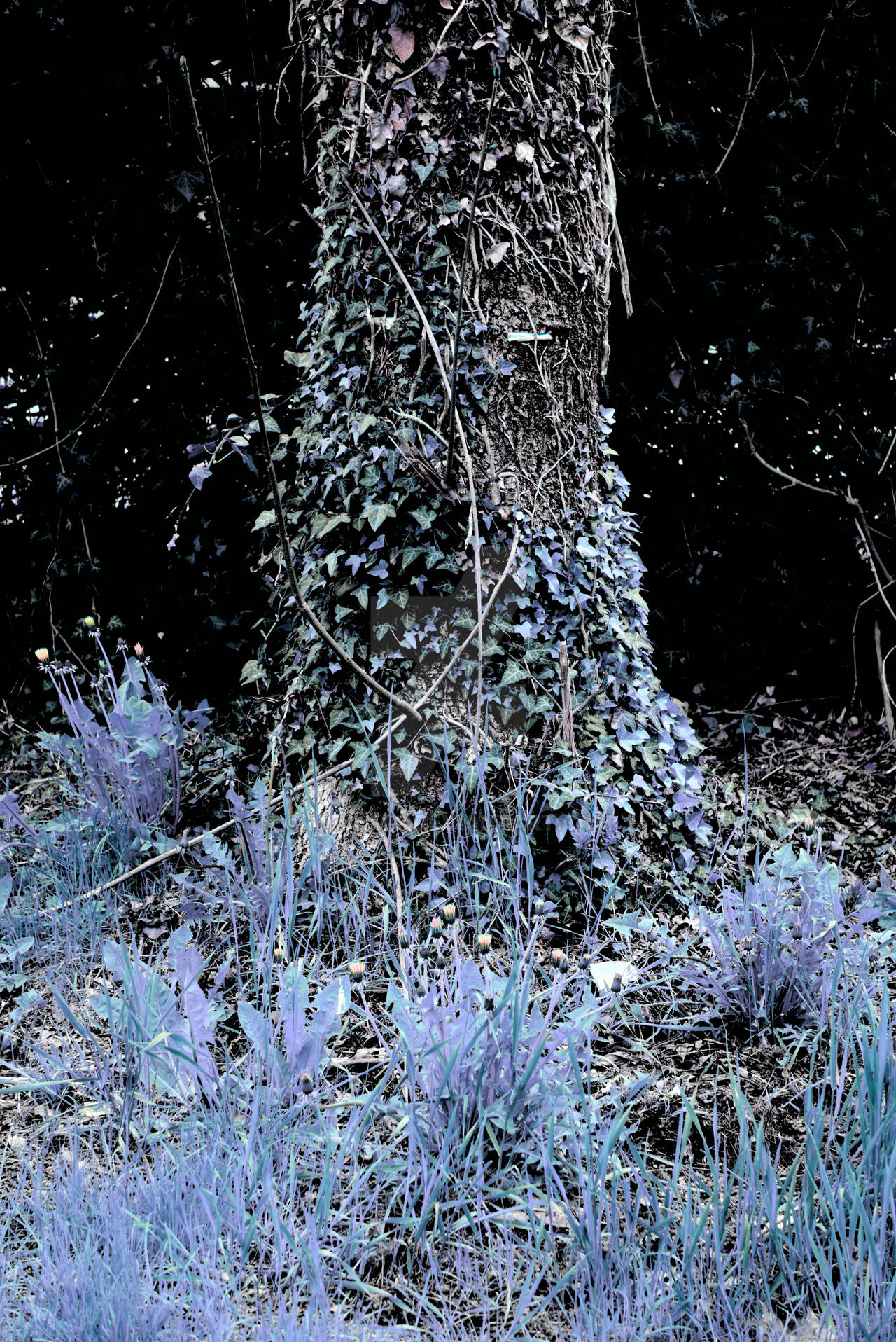 retouch extreme color... 2 Dsc05086 by meshmi2 on DeviantArt