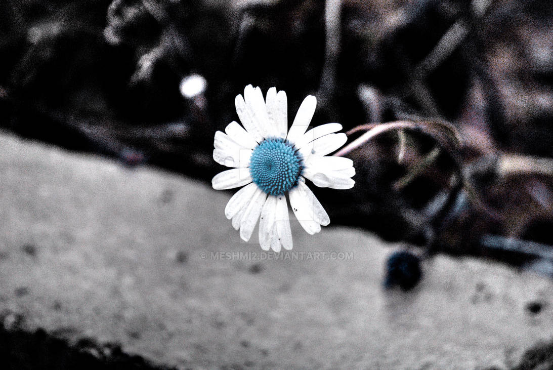 retouch extreme color... 2 Dsc05197 by meshmi2 on DeviantArt