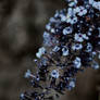 july photo 3