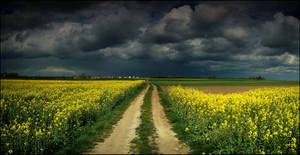 Clouds over the golden fields