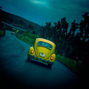 Beetle on road